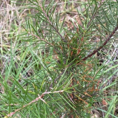Hakea decurrens subsp. decurrens (Bushy Needlewood) at Garran, ACT - 15 Jan 2024 by Tapirlord
