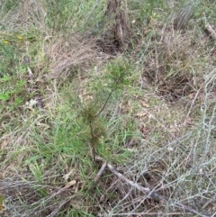 Hakea decurrens subsp. decurrens at Red Hill Nature Reserve - 15 Jan 2024