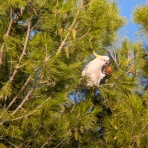 Cacatua galerita at Kooringal, NSW - 24 Feb 2024