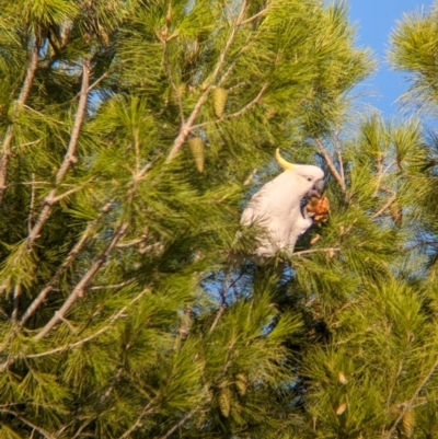 Cacatua galerita (Sulphur-crested Cockatoo) at Kooringal, NSW - 23 Feb 2024 by Darcy