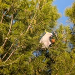 Cacatua galerita at Kooringal, NSW - 24 Feb 2024