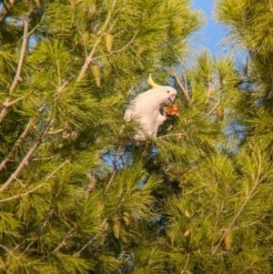 Cacatua galerita at Kooringal, NSW - 24 Feb 2024