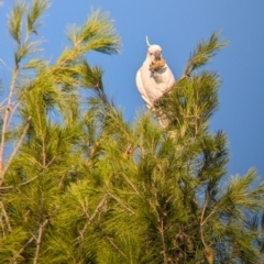 Cacatua galerita at Kooringal, NSW - 24 Feb 2024