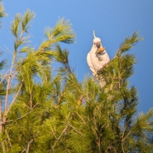 Cacatua galerita at Kooringal, NSW - 24 Feb 2024