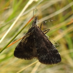 Heliothela (genus) (A P:yraloid moth (Heliotheliinae subf.)) at Kosciuszko National Park - 21 Feb 2024 by HelenCross