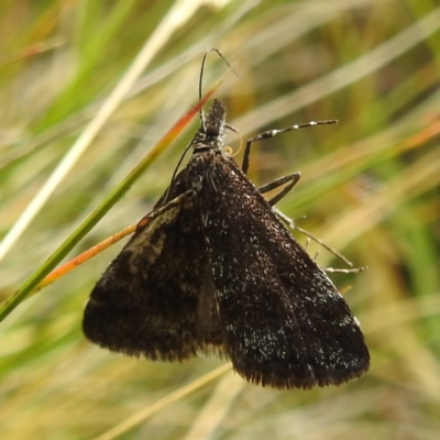 Heliothela (genus) (A P:yraloid moth (Heliotheliinae subf.)) at Kosciuszko National Park - 21 Feb 2024 by HelenCross