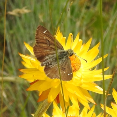 Atkinsia dominula (Two-brand grass-skipper) at Kosciuszko National Park - 21 Feb 2024 by HelenCross