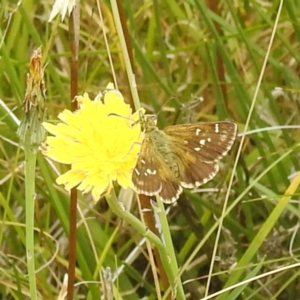 Atkinsia dominula at Kosciuszko National Park - suppressed