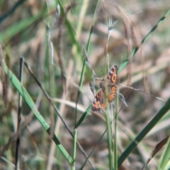 Junonia villida (Meadow Argus) at Kooringal, NSW - 24 Feb 2024 by Darcy