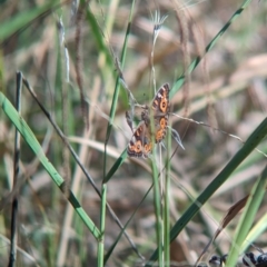 Junonia villida at Kooringal, NSW - 24 Feb 2024