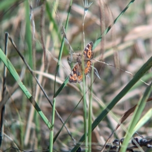 Junonia villida at Kooringal, NSW - 24 Feb 2024