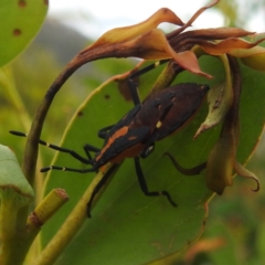 Amorbus sp. (genus) (Eucalyptus Tip bug) at Kosciuszko National Park - 21 Feb 2024 by HelenCross