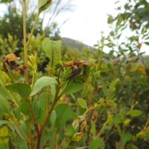 Amorbus sp. (genus) at Kosciuszko National Park - 21 Feb 2024