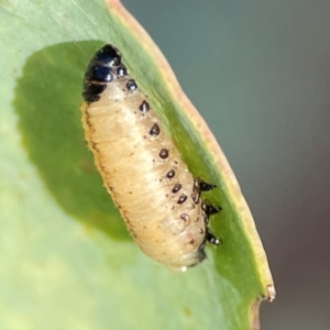 Paropsisterna cloelia at Dryandra St Woodland - 25 Feb 2024 05:10 PM