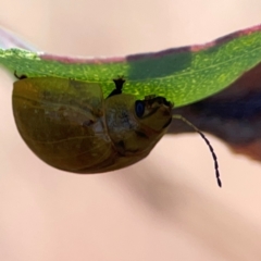 Paropsisterna cloelia at Dryandra St Woodland - 25 Feb 2024 05:10 PM