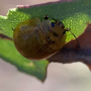 Paropsisterna cloelia at Dryandra St Woodland - 25 Feb 2024 05:10 PM