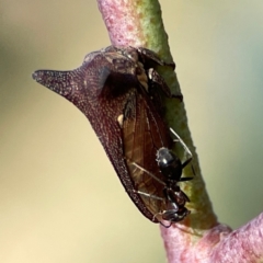 Iridomyrmex sp. (genus) (Ant) at Dryandra St Woodland - 25 Feb 2024 by Hejor1