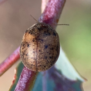 Trachymela sp. (genus) at Dryandra St Woodland - 25 Feb 2024