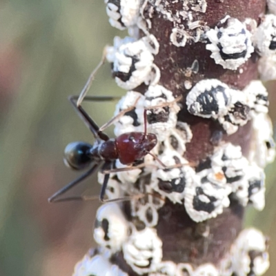 Iridomyrmex purpureus (Meat Ant) at Dryandra St Woodland - 25 Feb 2024 by Hejor1