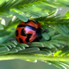 Coccinella transversalis (Transverse Ladybird) at Dryandra St Woodland - 25 Feb 2024 by Hejor1