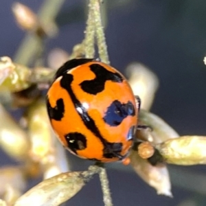 Coccinella transversalis at Dryandra St Woodland - 25 Feb 2024