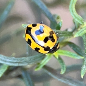 Coccinella transversalis at Dryandra St Woodland - 25 Feb 2024