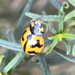 Coccinella transversalis at Dryandra St Woodland - 25 Feb 2024