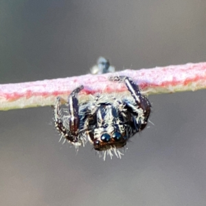 Sandalodes scopifer at Dryandra St Woodland - 25 Feb 2024