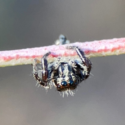 Sandalodes scopifer (White-spotted Sandalodes) at Dryandra St Woodland - 25 Feb 2024 by Hejor1