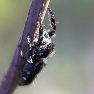 Sandalodes scopifer at Dryandra St Woodland - 25 Feb 2024