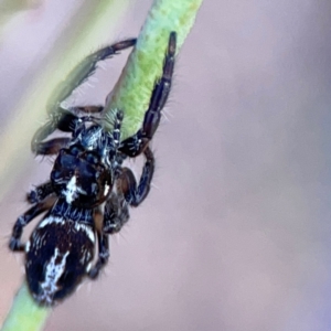 Sandalodes scopifer at Dryandra St Woodland - 25 Feb 2024 05:09 PM