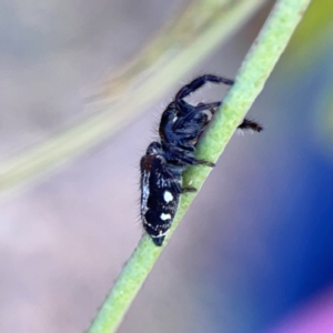 Sandalodes scopifer at Dryandra St Woodland - 25 Feb 2024