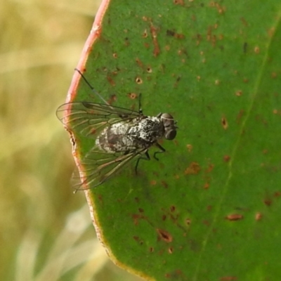 Unidentified True fly (Diptera) at Kosciuszko National Park - 21 Feb 2024 by HelenCross