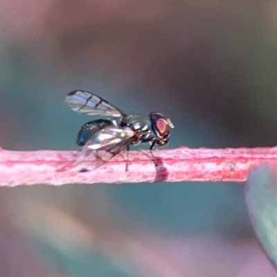 Platystomatidae (family) (Unidentified signal fly) at Dryandra St Woodland - 25 Feb 2024 by Hejor1