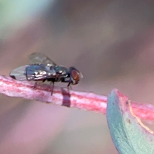 Platystomatidae (family) at Dryandra St Woodland - 25 Feb 2024