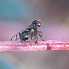 Platystomatidae (family) at Dryandra St Woodland - 25 Feb 2024 05:14 PM