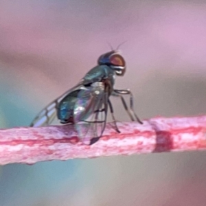 Platystomatidae (family) at Dryandra St Woodland - 25 Feb 2024 05:14 PM