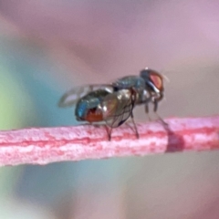 Platystomatidae (family) at Dryandra St Woodland - 25 Feb 2024 05:14 PM