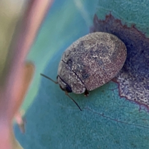 Trachymela sp. (genus) at Dryandra St Woodland - 25 Feb 2024