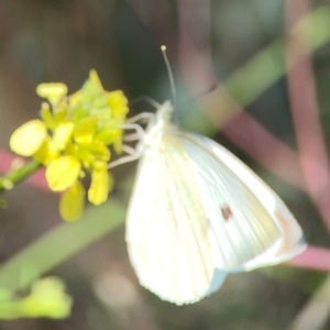 Pieris rapae at Dryandra St Woodland - 25 Feb 2024 05:16 PM