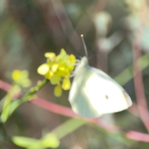 Pieris rapae at Dryandra St Woodland - 25 Feb 2024 05:16 PM