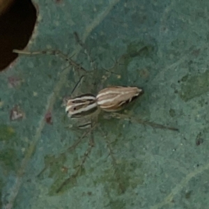 Oxyopes (genus) at Dryandra St Woodland - 25 Feb 2024 05:19 PM