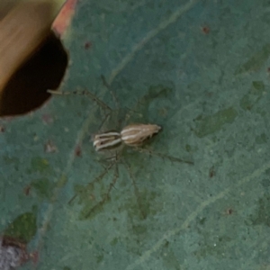 Oxyopes (genus) at Dryandra St Woodland - 25 Feb 2024 05:19 PM