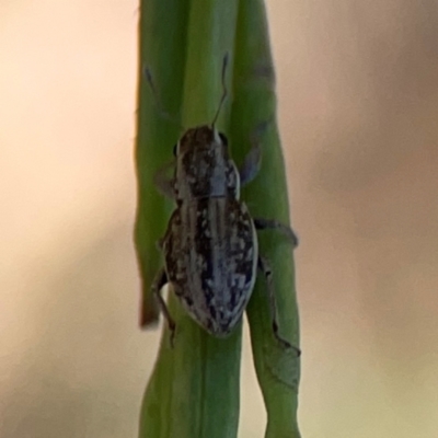 Naupactus leucoloma (White-fringed weevil) at Dryandra St Woodland - 25 Feb 2024 by Hejor1