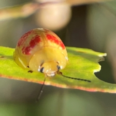 Paropsisterna fastidiosa (Eucalyptus leaf beetle) at Dryandra St Woodland - 25 Feb 2024 by Hejor1