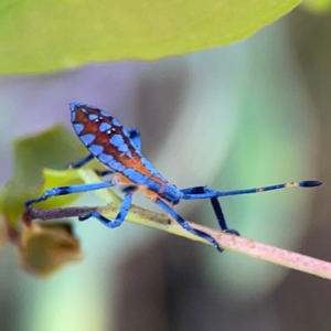 Amorbus sp. (genus) at Dryandra St Woodland - 25 Feb 2024