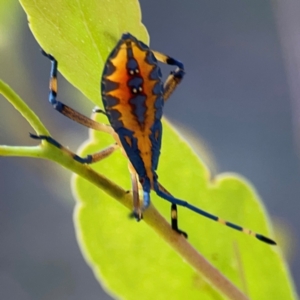 Amorbus sp. (genus) at Dryandra St Woodland - 25 Feb 2024