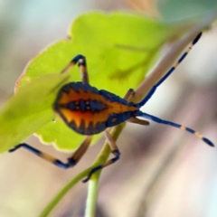 Amorbus sp. (genus) at Dryandra St Woodland - 25 Feb 2024 05:22 PM