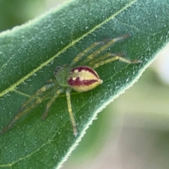 Lehtinelagia sp. (genus) (Flower Spider or Crab Spider) at Dryandra St Woodland - 25 Feb 2024 by Hejor1