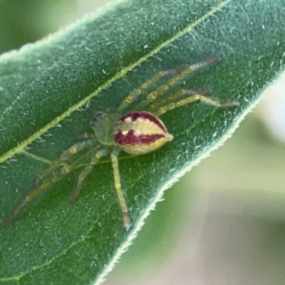 Lehtinelagia sp. (genus) (Flower Spider or Crab Spider) at Dryandra St Woodland - 25 Feb 2024 by Hejor1